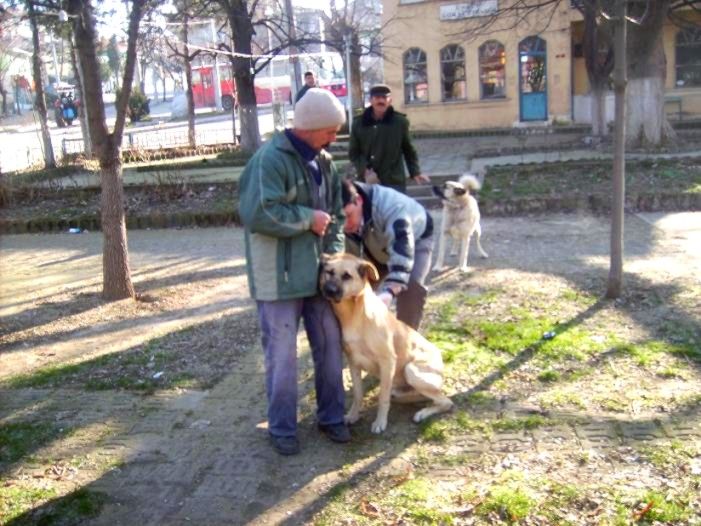 Beldemizdeki kedi ve köpeklere kuduz aşısı yapıldı