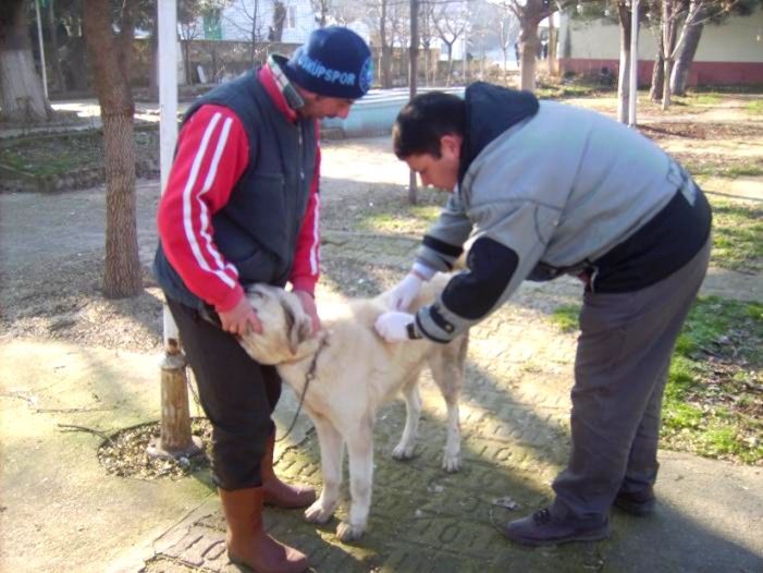 Beldemizdeki kedi ve köpeklere kuduz aşısı yapıldı