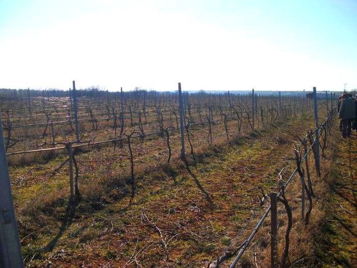 Asma Kursu kapsamında saha gezisi düzenlendi