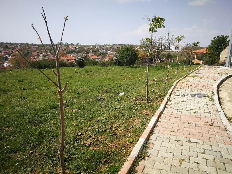 Ağaçlandırma Çalışmaları (2019)